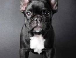 French Bulldog All Colors