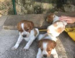 puppy epagneul breton for sale 300$ top qu...