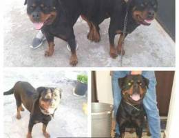 German rottweiler