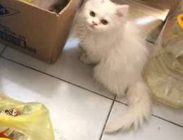 Male persian kitten