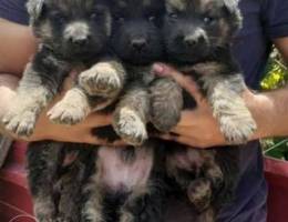 German Shepherd Offfersss!