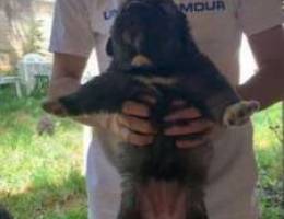 caucasian shepherd puppies