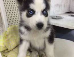 husky puppy