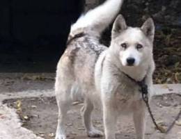 husky lal be3 500 alf