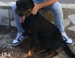 rottweiler female