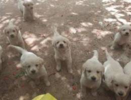 Golden retriever puppies