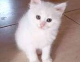 white long hair Angora