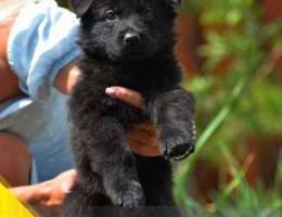 German Shepherd An ideal puppy with excell...