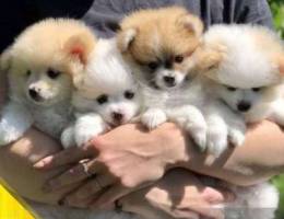 Pomeranian Three boys are waiting for thei...