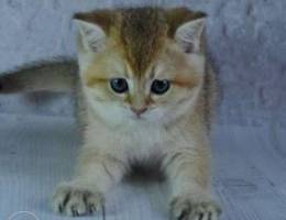 British golden chinchilla.