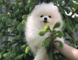 Pomeranian loves caress and attention! Che...