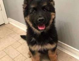 German Shepherd Imported