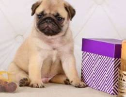 Mimimish pug. Puppies.