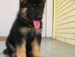 German Shepherd Puppy Imported.