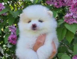 Pomeranian white with cream