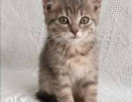 Grey Kitten Angora