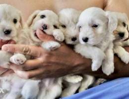 bichon maltese puppies