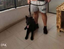 Black royale german shepherd berger allema...