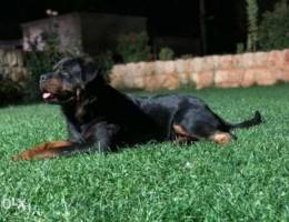 Rotweiler for mating