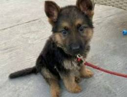 German Shepherd