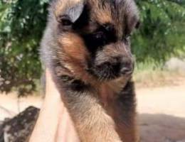 Pure German shepherd