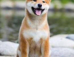 Shiba inu show class FCI