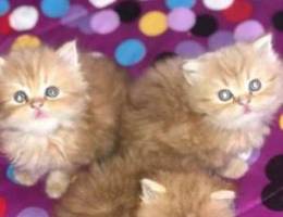 Persian kittens