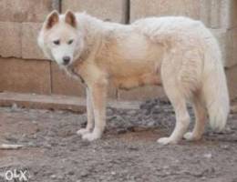 White Husky