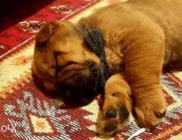 Shar Pei