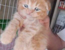 White Scottish fold