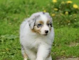 Australian shepherd