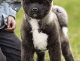 American Akita Show class