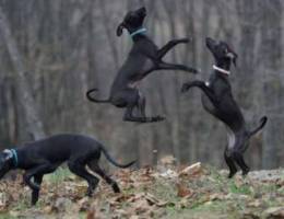 Black Italian greyhound