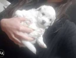 Mini bichon maltese 1400 alf