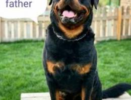 Rottweiler puppies available,giant size,st...