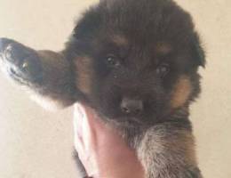 Puppy German Shepherd