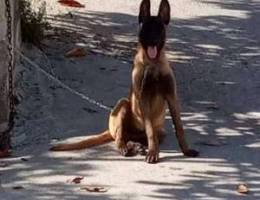 malinois