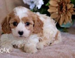 CAVAPOO imported