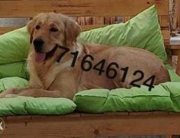 Golden retriever female pregnant