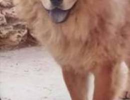 Chow chow male dog for mating