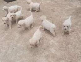 Pure white goldens