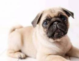 pug for sale