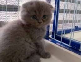 Male and female Scottish fold