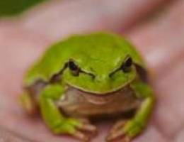 Green tree frogs for sale