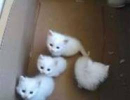 Shirazi cats very healthy and super cute