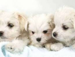 Pure bichon maltese puppies