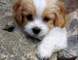 Bichon puppies