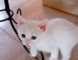 angora kitten