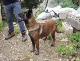 Female malinois