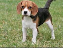 Beagle